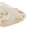 Image 2 : Montana Black Bear Professional Taxidermy Skull