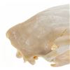 Image 3 : Montana Black Bear Professional Taxidermy Skull