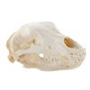 Image 4 : Montana Black Bear Professional Taxidermy Skull