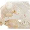 Image 5 : Montana Black Bear Professional Taxidermy Skull