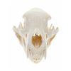 Image 6 : Montana Black Bear Professional Taxidermy Skull