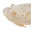 Image 7 : Montana Black Bear Professional Taxidermy Skull