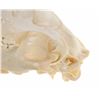 Image 8 : Montana Black Bear Professional Taxidermy Skull
