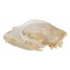 Image 9 : Montana Black Bear Professional Taxidermy Skull