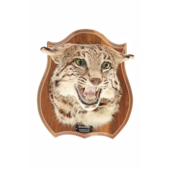 Montana Bobcat Taxidermy Head Shoulder Mount