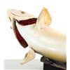 Image 10 : Montana Brown Trout Professional Taxidermy Mount