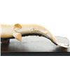 Image 11 : Montana Brown Trout Professional Taxidermy Mount