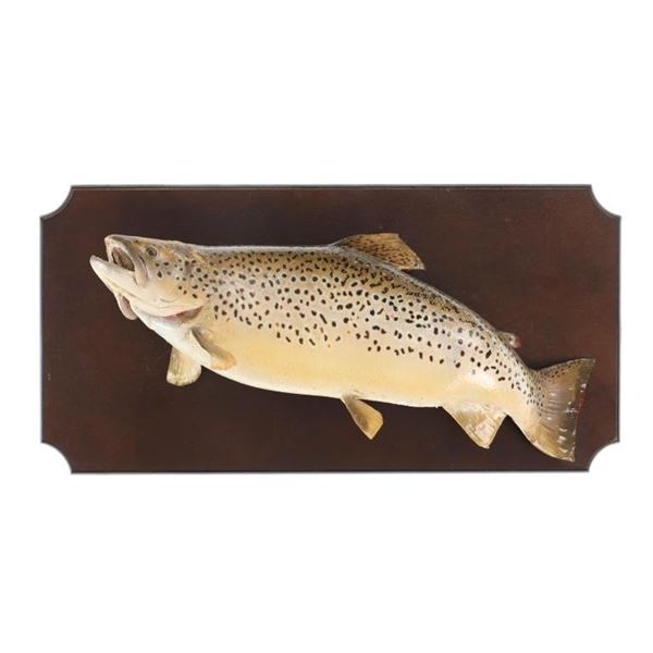 Montana Brown Trout Professional Taxidermy Mount