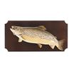Image 1 : Montana Brown Trout Professional Taxidermy Mount