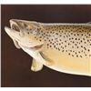 Image 2 : Montana Brown Trout Professional Taxidermy Mount