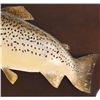 Image 3 : Montana Brown Trout Professional Taxidermy Mount