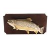 Image 4 : Montana Brown Trout Professional Taxidermy Mount