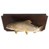 Image 5 : Montana Brown Trout Professional Taxidermy Mount