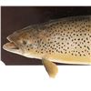 Image 6 : Montana Brown Trout Professional Taxidermy Mount