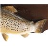 Image 7 : Montana Brown Trout Professional Taxidermy Mount