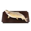 Image 8 : Montana Brown Trout Professional Taxidermy Mount
