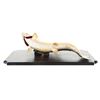 Image 9 : Montana Brown Trout Professional Taxidermy Mount