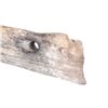 Image 17 : Winchester Model 1873 .44-40 Cal Burial Gun Rifle