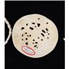 Image 6 : Gorget & Shell Necklace Monroe County, TN 1300 A.D