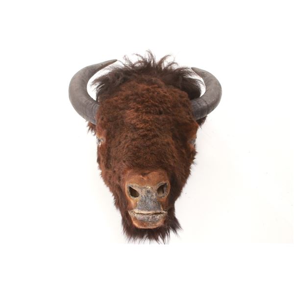 Montana Great American Bison Taxidermy Head Mount