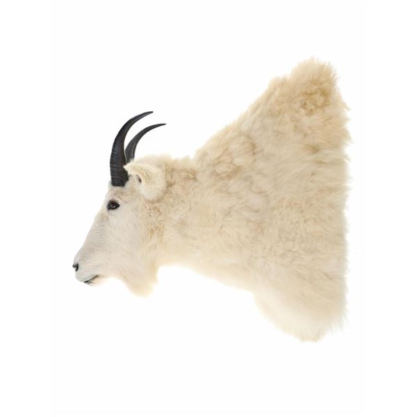 Montana Rocky Mountain Goat Shoulder Mount