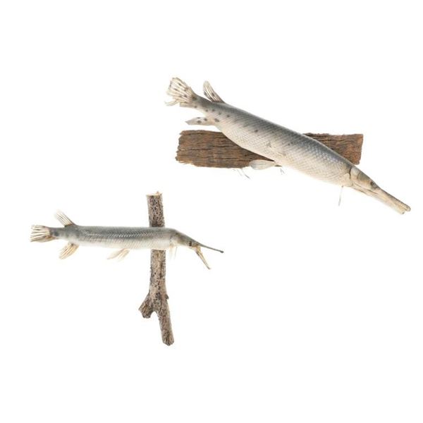 Mississippi River Basin Alligator Gar Taxidermy