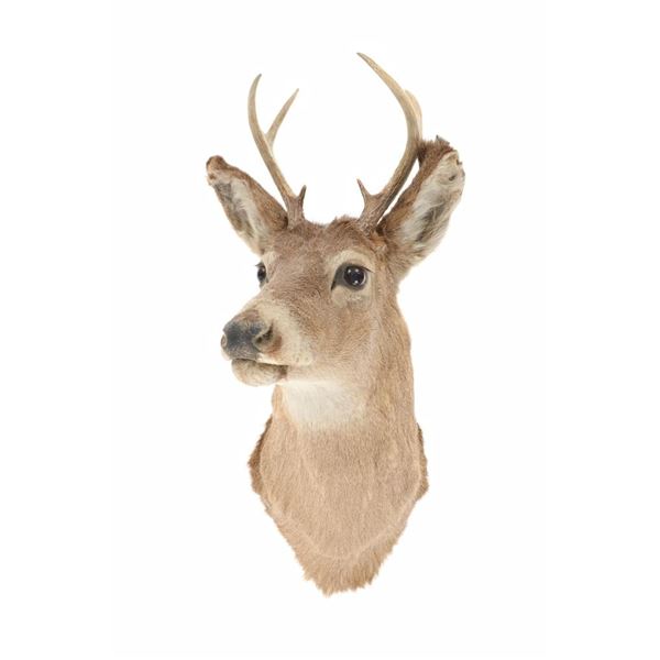 Montana Whitetail Deer Shoulder Trophy Mount