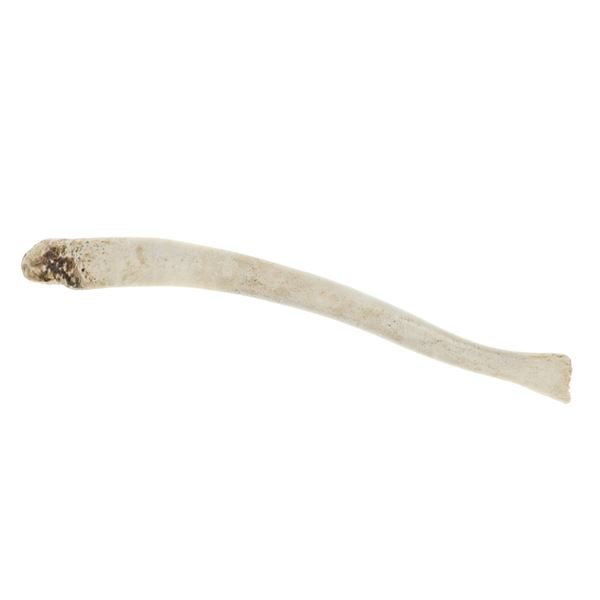 Eskimo Naturally Preserved Walrus Oosik Baculum