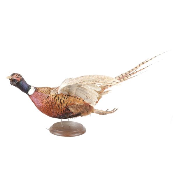 Montana Pheasant Full Body in Flight Mounted Stand