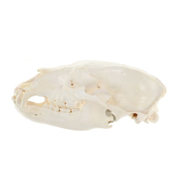 Montana Black Bear Professional Taxidermy Skull