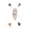Image 2 : Pre Columbian Projectile Point Artifact Displays