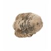 Image 10 : Fossilized Trilobite From The Permian Age