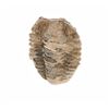 Image 11 : Fossilized Trilobite From The Permian Age