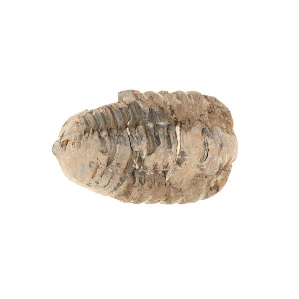Fossilized Trilobite From The Permian Age