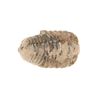Image 1 : Fossilized Trilobite From The Permian Age