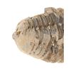 Image 3 : Fossilized Trilobite From The Permian Age