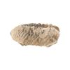 Image 4 : Fossilized Trilobite From The Permian Age