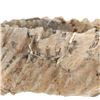 Image 5 : Fossilized Trilobite From The Permian Age