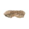 Image 6 : Fossilized Trilobite From The Permian Age