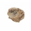 Image 7 : Fossilized Trilobite From The Permian Age