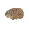 Image 8 : Fossilized Trilobite From The Permian Age