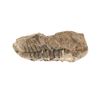 Image 9 : Fossilized Trilobite From The Permian Age