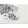 Image 5 : William Rains Matted Print "Tomorrow's Champion"