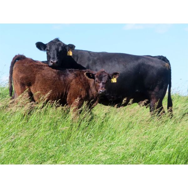 Rocky Meadows Ranch - 700# Steer Calves - 85 Head (Welwyn, SK)