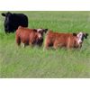 Image 2 : Rocky Meadows Ranch - 700# Steer Calves - 85 Head (Welwyn, SK)
