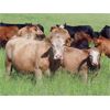 Image 3 : Rocky Meadows Ranch - 700# Steer Calves - 85 Head (Welwyn, SK)