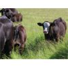 Image 4 : Rocky Meadows Ranch - 700# Steer Calves - 85 Head (Welwyn, SK)