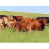 Image 5 : Rocky Meadows Ranch - 700# Steer Calves - 85 Head (Welwyn, SK)
