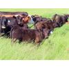 Image 6 : Rocky Meadows Ranch - 700# Steer Calves - 85 Head (Welwyn, SK)