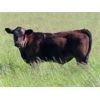 Image 7 : Rocky Meadows Ranch - 700# Steer Calves - 85 Head (Welwyn, SK)
